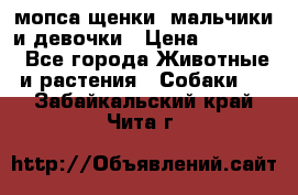 мопса щенки -мальчики и девочки › Цена ­ 25 000 - Все города Животные и растения » Собаки   . Забайкальский край,Чита г.